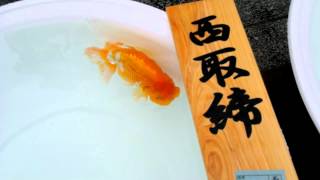 2012 広島錦鱗会　親優等・一等魚