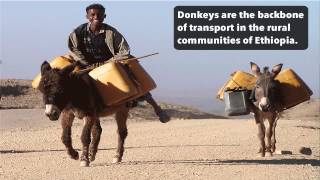 Donkeys Riding and Water