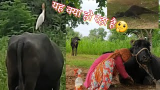 #लम्पी से भी बचाव और #मक्खी #मच्छरों से भी बचाव,❤️Buffalo nurture