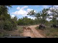 gnus in limpopo