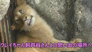 生きる伝説ライオン『クレイちゃん』とべ動物園に帰還