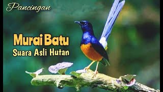 pancingan MURAI BATU suara ASLI HUTAN