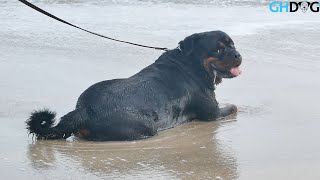 Big Rottweiler enjoying at the Beach