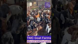 TMC Goat Farms - இந்த வாரம் வரவிருக்கும் ஆடுகள் #goat #goatfarm #goatmeat #goatfarmer #sheep