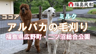 アルパカの毛刈り【福島県広野町・二ツ沼総合公園】