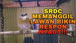 SRDC BALI MEMANGGIL LAWAN DI MALAM HARI BIKIN BURUNG BAHAN DAN MALAS BUNYI IKUT NYAUT!!!