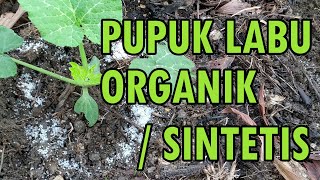 CARA MEMUPUK LABU UMUR 0 ~ 10 HARI, PUPUK ORGANIK DAN PUPUK UREA UNTUK DAUN