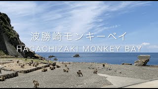 Hagachizaki Monkey Bay | Feeding wild Japanese monkeys | Sightseeing in Izu, Japan #vlog