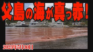 父島の海が真っ赤！サンゴが産卵した翌日の海　2023年5月30日