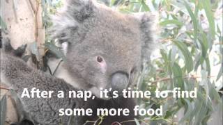 A Day in the Life of a Koala