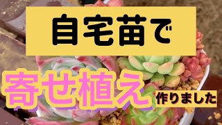 【多肉植物】【ガーデニング】娘ちゃんが寄せ植え‼️     多肉大好き！なりちゃんパパ　多肉奮闘記その271