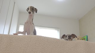 サプライズをこっそり見ちゃう愛犬達が可愛すぎるんだがwww【イタグレ】