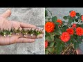 How to grow orange roses from flower buds / roses