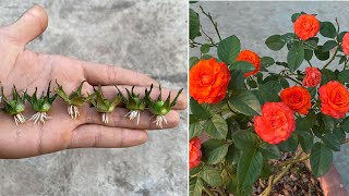 How to grow orange roses from flower buds / roses