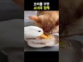 오리를 구한 소녀의 정체