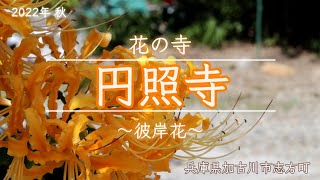 🏵️花の寺 円照寺～彼岸花2022～加古川市