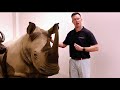 world rhino day splitting image taxidermy