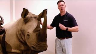 World Rhino Day | Splitting Image Taxidermy