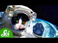 The First (And Only) Time We Sent a Cat to Space