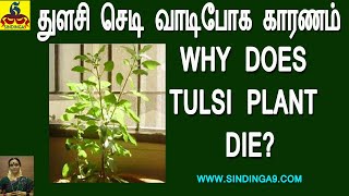 Why does Tulsi plant die? | துளசி செடி வாடிபோக காரணம்