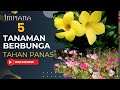 5 Tanaman Berbunga, Tahan Panas Cuaca Kering