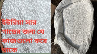 ইউরিয়া সার একটি গাছ বা ফসলের যে কাজগুলো করে থাকে,Urea fertilizer does  work tree crop#urea #plant