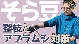 【そら豆】の育て方【整枝】【土寄せ】【アブラムシ対策】【追肥】【有機】【農家の家庭菜園】