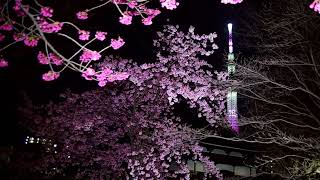 東京スカイツリー　ライトアップ　桜　舞　2022　☆　2022年3月21日　　弘福寺　桜　さくら　墨田区　隅田公園