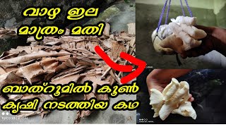 വാഴയില ഇനി കളയല്ലേ | Mushroom farming using dried leaves