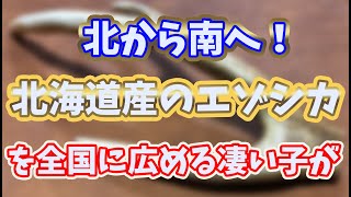 【エゾシカ】北海道産の国産鹿革を手に入れました！【レザークラフト】