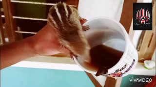 Squirrel drinking a Hot Hot tea /උණුම උණු තේ බොන ලේනා./ like and subscribe now for a more videos