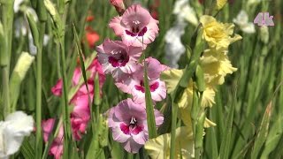 Commercial Cultivation of Gladiolus Flower at Jessore, Bangladesh in 4K Ultra HD