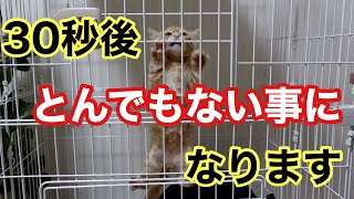 子猫をケージに入れたら大変なことになりました。Putting a kitten in a cage was a big deal