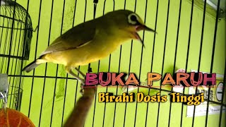 Pleci bait to open the beak (lazy lust)