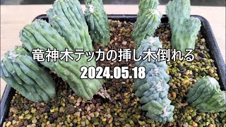 竜神木テッカの挿し木倒れる　2024 05 18