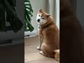 Shiba Tries Drastic Measures to Avoid Rain