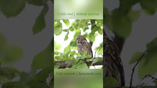 Little owl | Athene noctua | Сич хатній | Домовый сыч