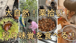 【秋の味覚】栗拾い！