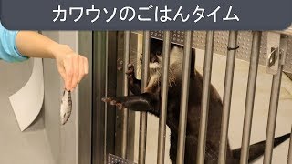 カワウソのごはんタイム＠仙台うみの杜水族館