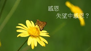 靈修:感恩-失望中感恩? 20210202