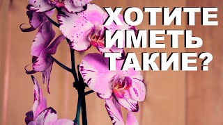 Хотите иметь такие Орхидеи, тогда сделайте удобрение для орхидей из золы.