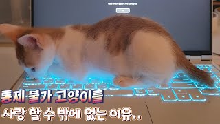 너희가 아무리 날뛰어도 집사는 너희들을 사랑해~ 고양이 천국~