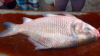 খাটি পদ্মা নদীর মাছের নিলাম podma river fish market and price 2021