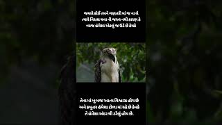 બાજ હંમેશા એકલું જ....#gujratimotivation #શોર્ટ્સ