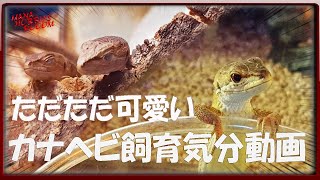 【カナヘビ】外出自粛中は観るだけでカナヘビを飼育してる気分になる動画 Just watching it makes you feel like you rearing a lizard.