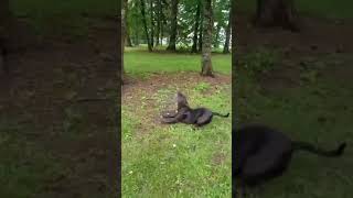 cat     dog vines 2017  funny vines cat vines  dog vines  try not to laugh