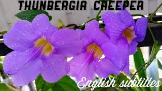 Thunbergia Grandiflora | Bengal Clock vine | బెంగాల్ క్లాక్ వైన్ propagation \u0026 care | Prema's Garden