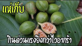 มีค่ามากเจอในป่าให้รีบเก็บ เมล็ดคำมอกหลวงและต้น สรรพคุณบำรุงกำลังขั้นสุดยอดที่ดังมาตั้งแต่อดีต