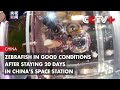 Zebrafish in Good Conditions After Staying 20 Days in China’s Space Station