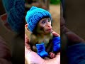 cutest tiny animals 🐵 adorable